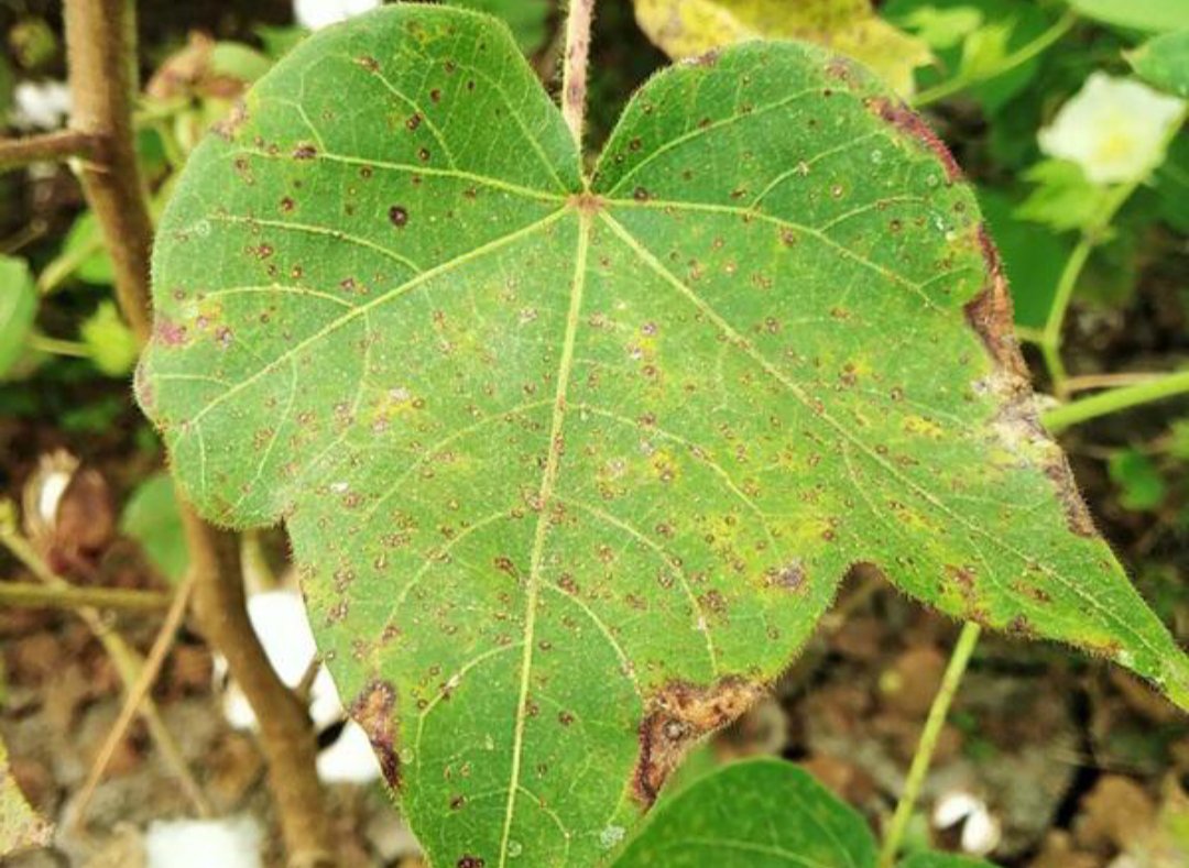 कपाशीवरील जीवणूजंण्य करपा 🌱🌾🐞 1 1629108765042399 0