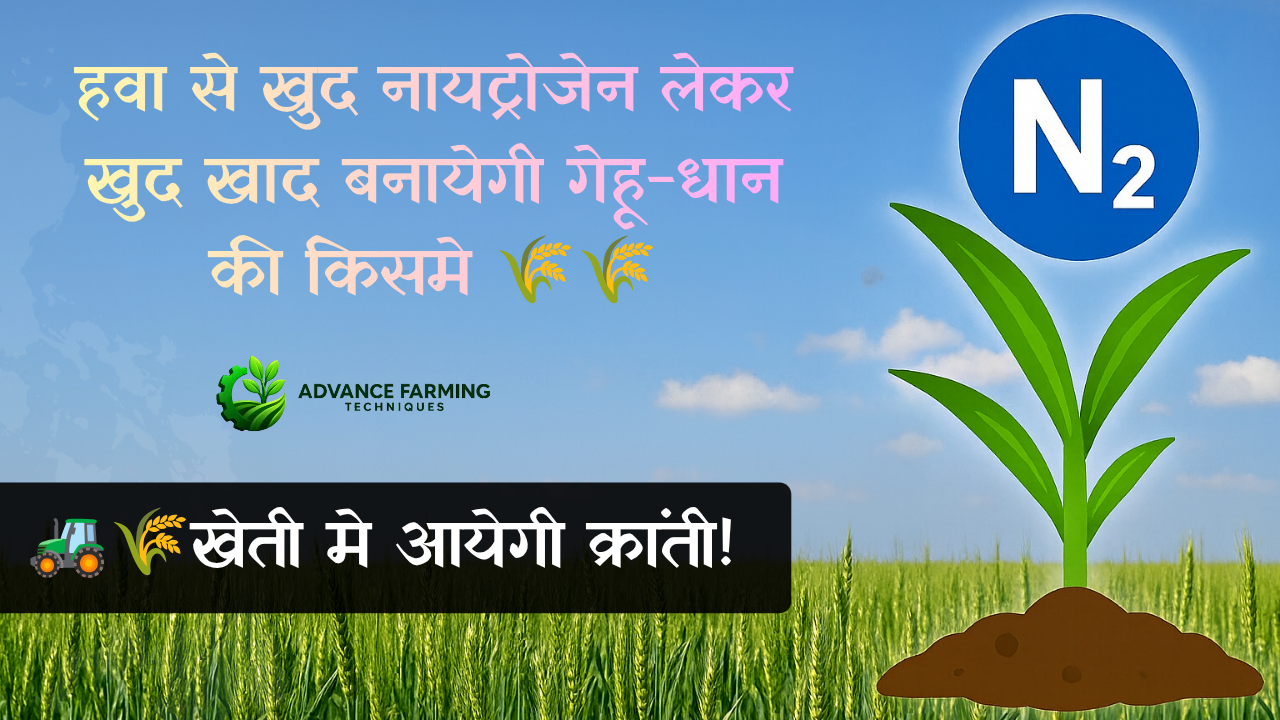 हवा से नाइट्रोजन लेकर खुद खाद बनाएंगी गेहूं-धान की किस्में! 🚜🌱 खेती में आएगी क्रांति 1 image 3152a145a29039dfea4d128b38bde46c