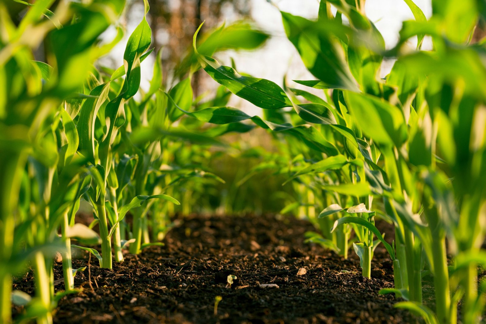 🚜🌱 सीड्स बिल 2025: अब बीज होगा भरोसेमंद, किसान को मिलेगा पूरा हक़ 💰 2 crop loss farming