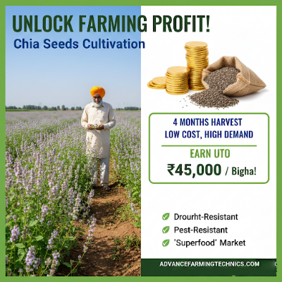 चिया सीड्स की खेती (Chia Seeds Cultivation): कम लागत, बड़ा मुनाफा 1 291497