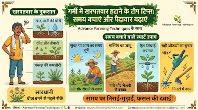 गर्मी में खरपतवार हटाने के टॉप टिप्स: समय बचाएं और पैदावार बढ़ाएं | Advance Farming Techniques 🌱 1 341382 1