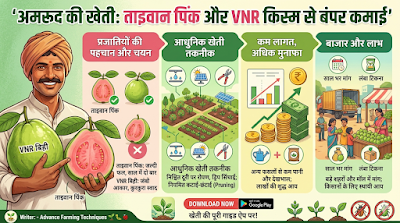 अमरूद की खेती: ताइवान पिंक और VNR किस्म से कम लागत में लाखों की कमाई 1 351565