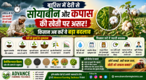 बारिश में देरी से सोयाबीन की खेती और कपास की फसल बचाने के उपाय
