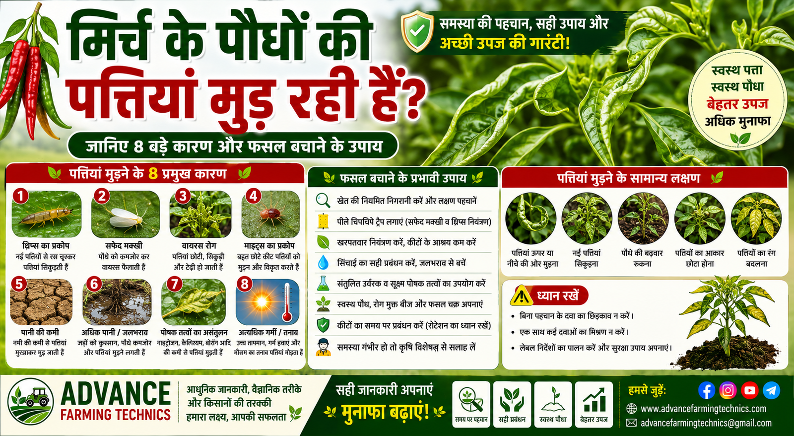 मिर्च के पौधों की पत्तियां मुड़ना और फसल बचाने के उपाय