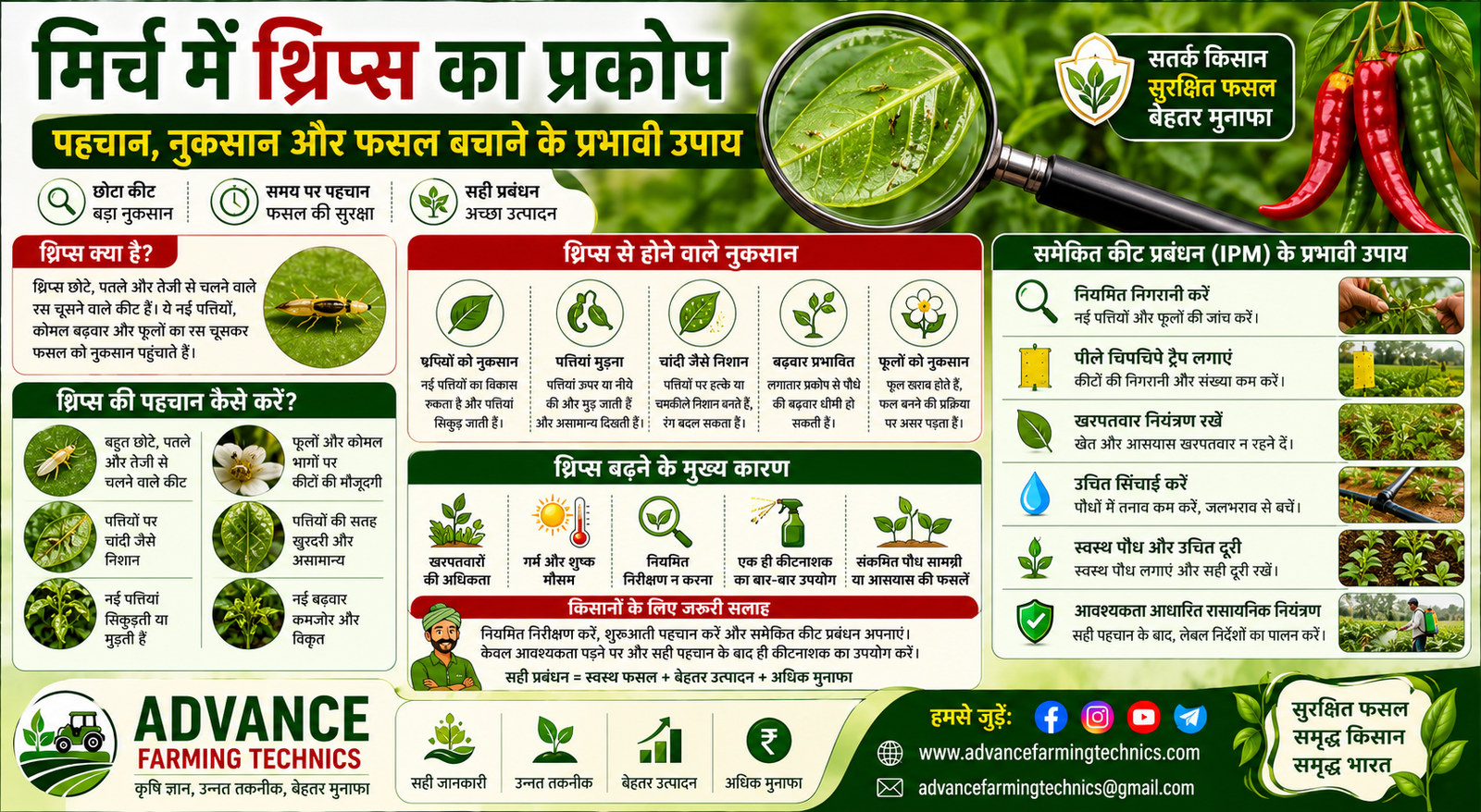 मिर्च में थ्रिप्स का प्रकोप और फसल बचाने के उपाय