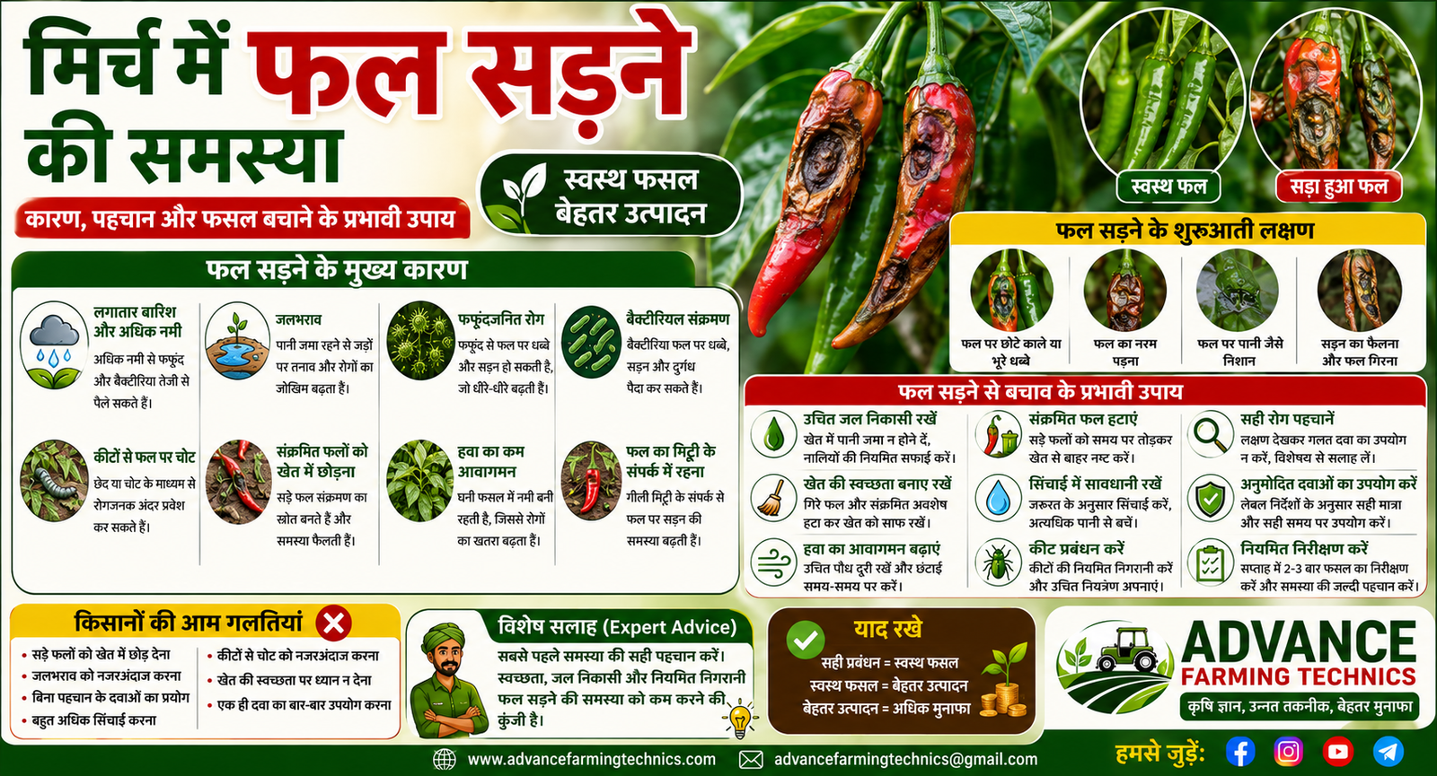 मिर्च में फल सड़ने की समस्या और फसल बचाने के उपाय