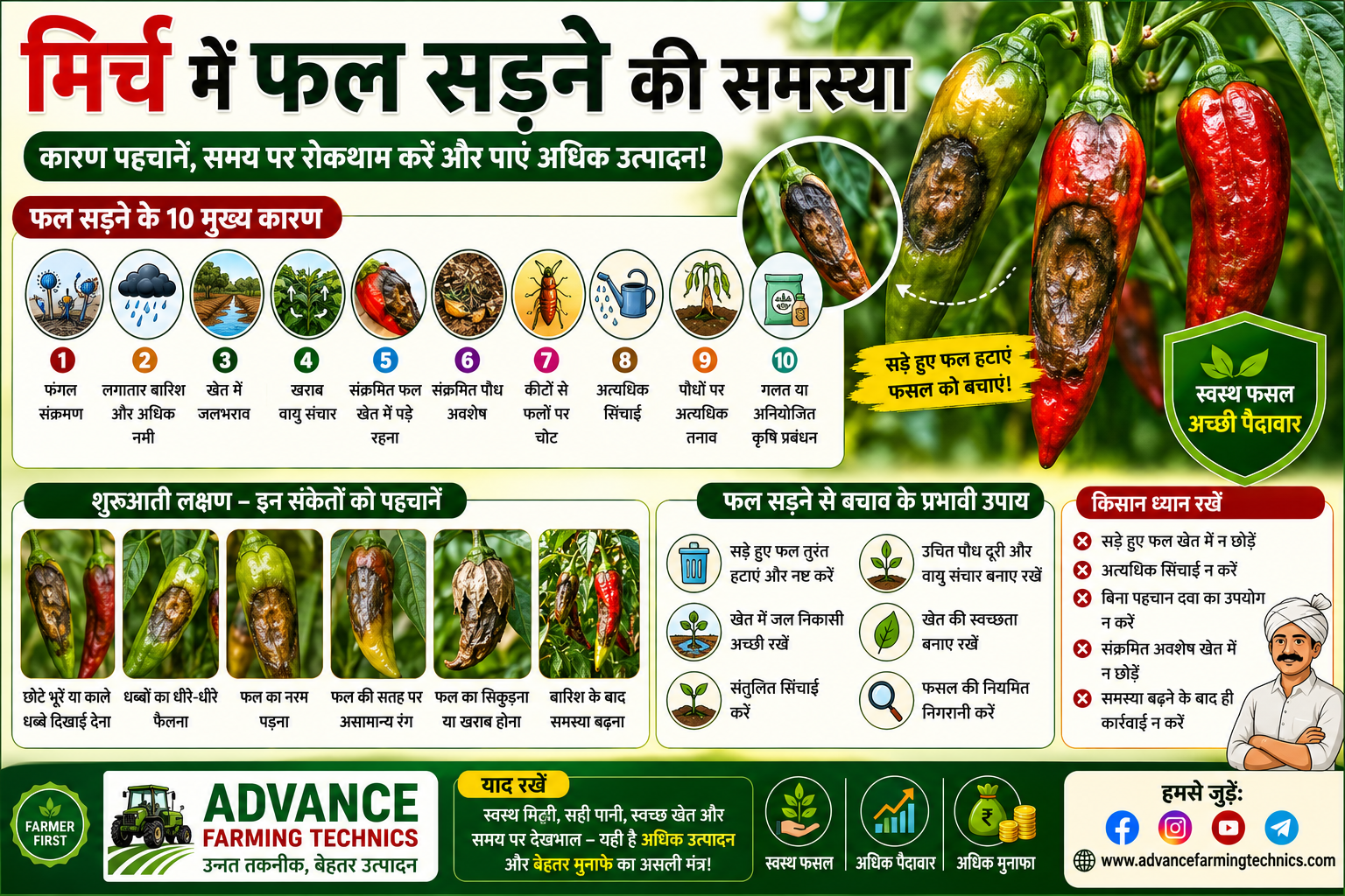 मिर्च के फल सड़ने के कारण और बचाव के उपाय