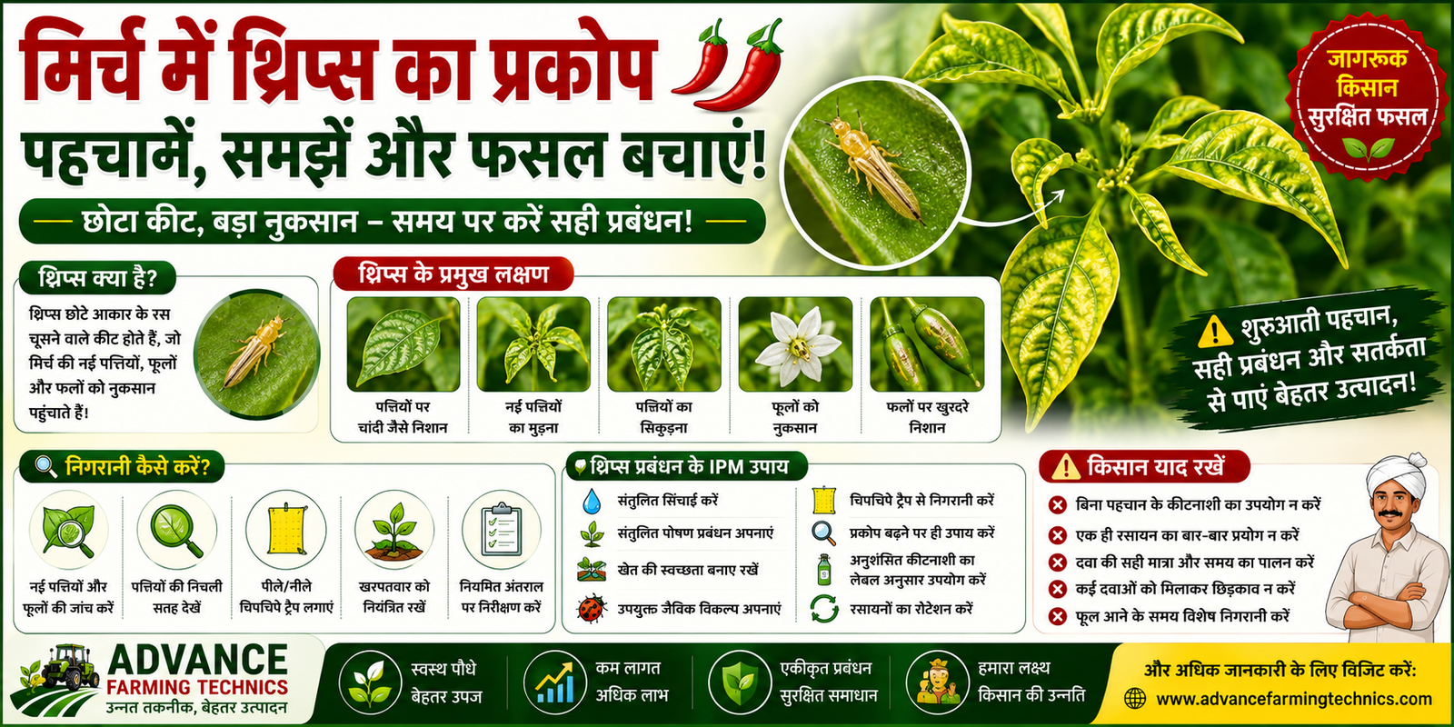 मिर्च में थ्रिप्स का प्रकोप: लक्षण और बचाव के उपाय 1 मिर्च में थ्रिप्स का प्रकोप और फसल बचाने के उपाय